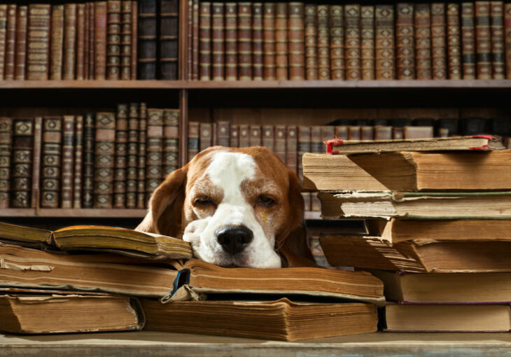 dog in library